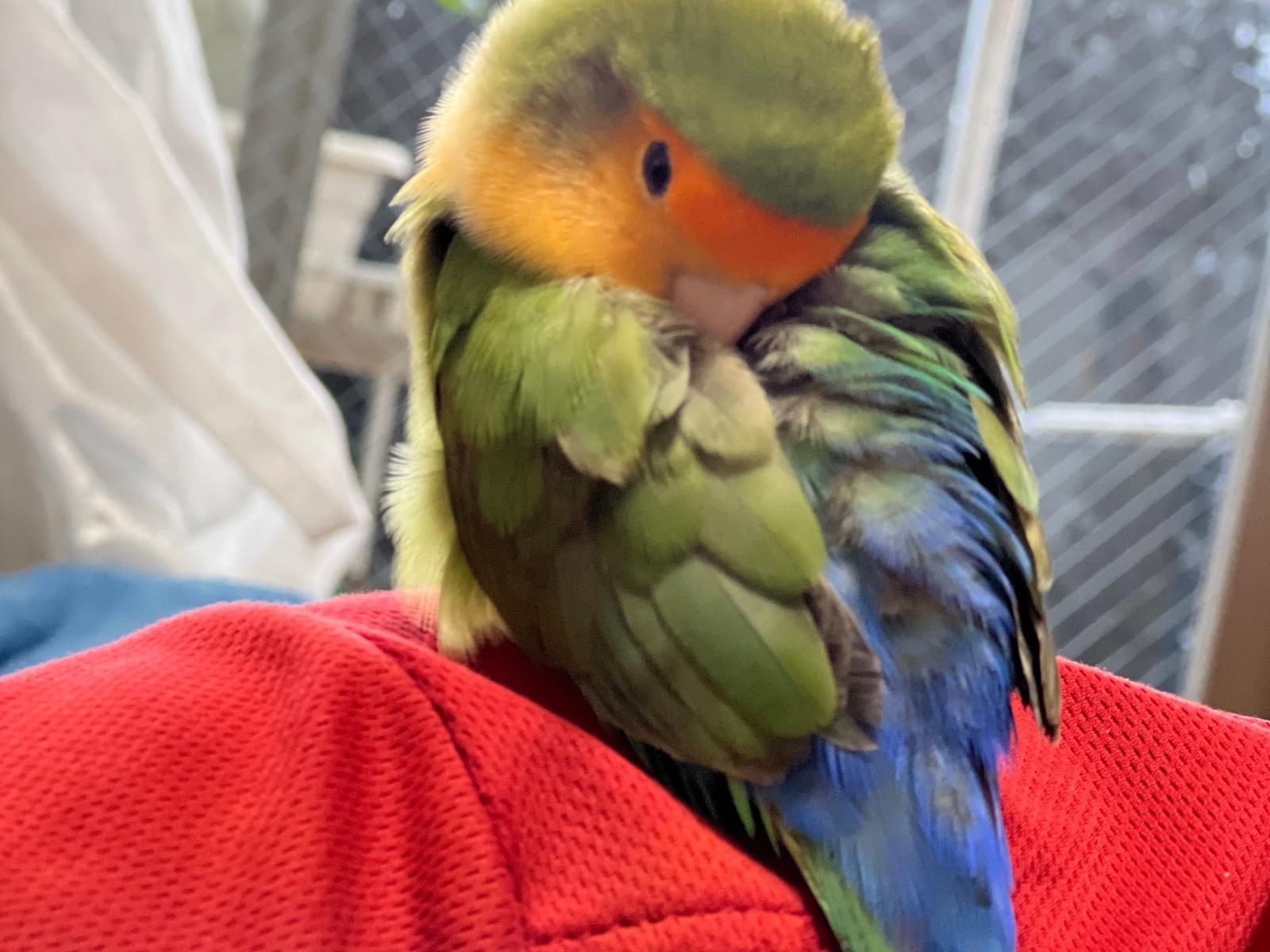 さくらちゃん さくらちゃん
