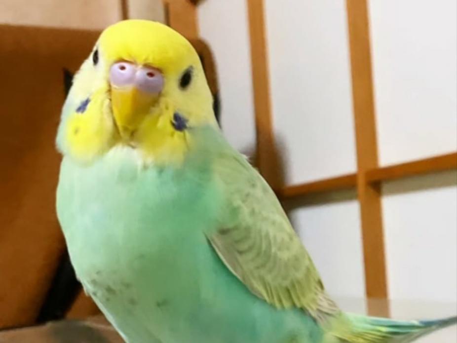 ささみちゃん ささみちゃん