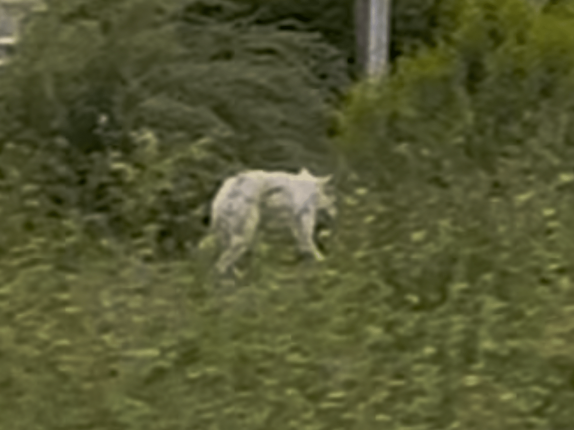 目撃された犬