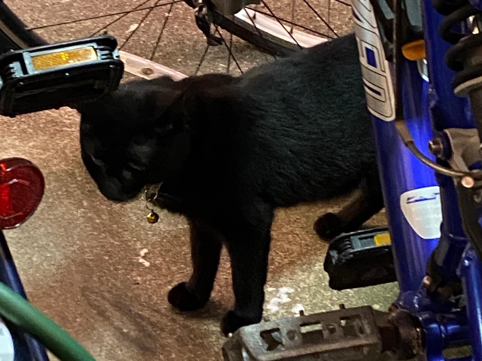 目撃された猫 目撃された猫