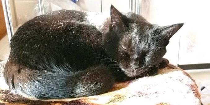 白髪が多めのお婆ちゃん黒猫を探してます