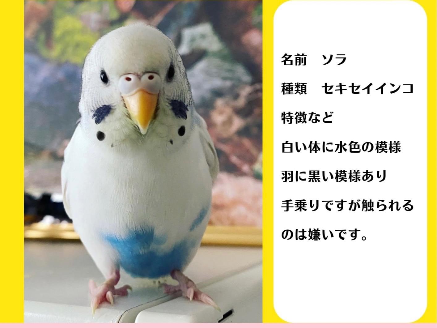 ソラちゃん ソラちゃん