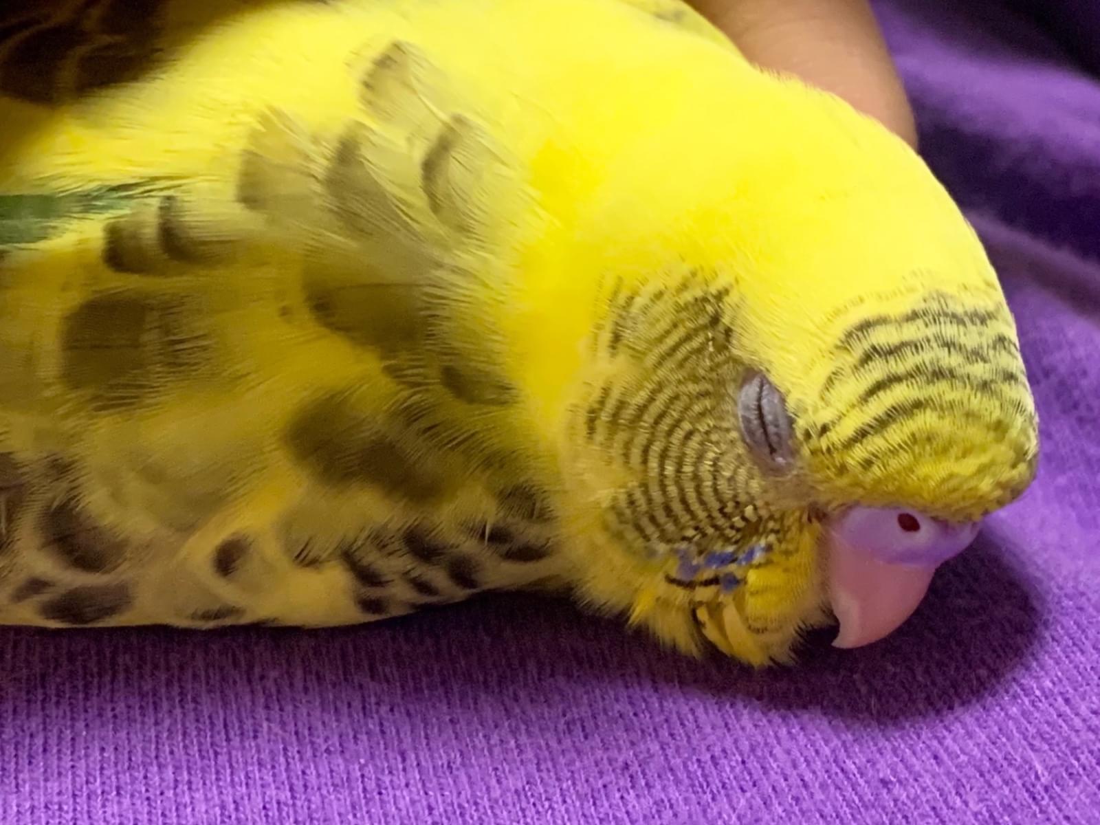 ぽぽちゃん ぽぽちゃん