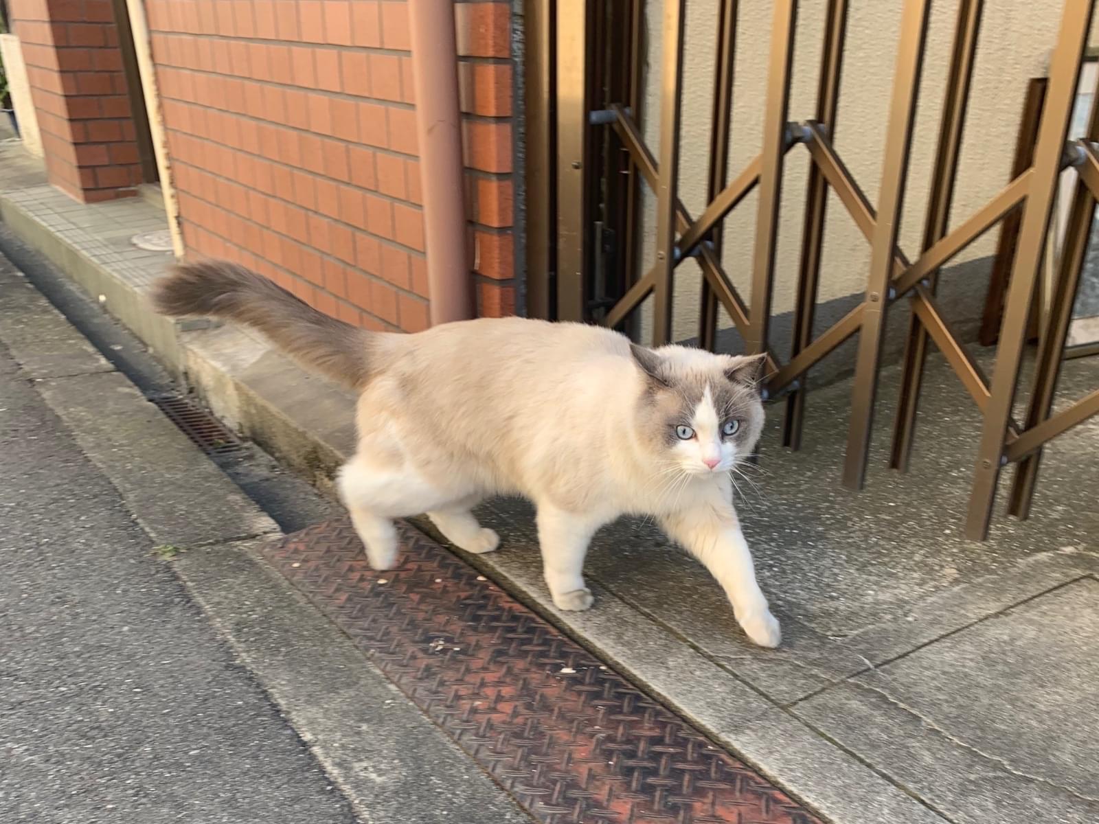 目撃された猫 目撃された猫