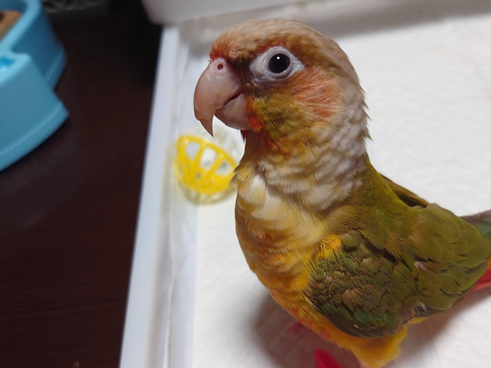 にぼしちゃん にぼしちゃん
