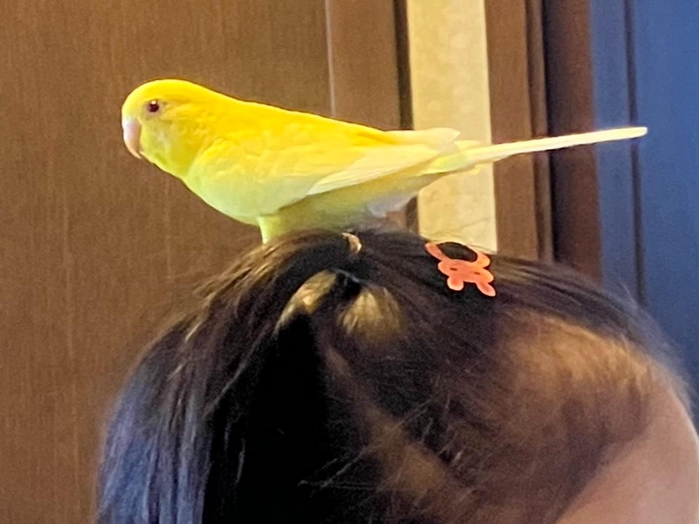 レモンちゃん レモンちゃん