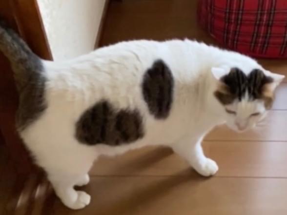 メイちゃん