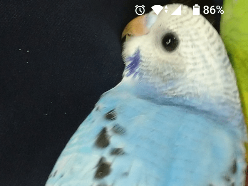 ぴーちゃん ぴーちゃん