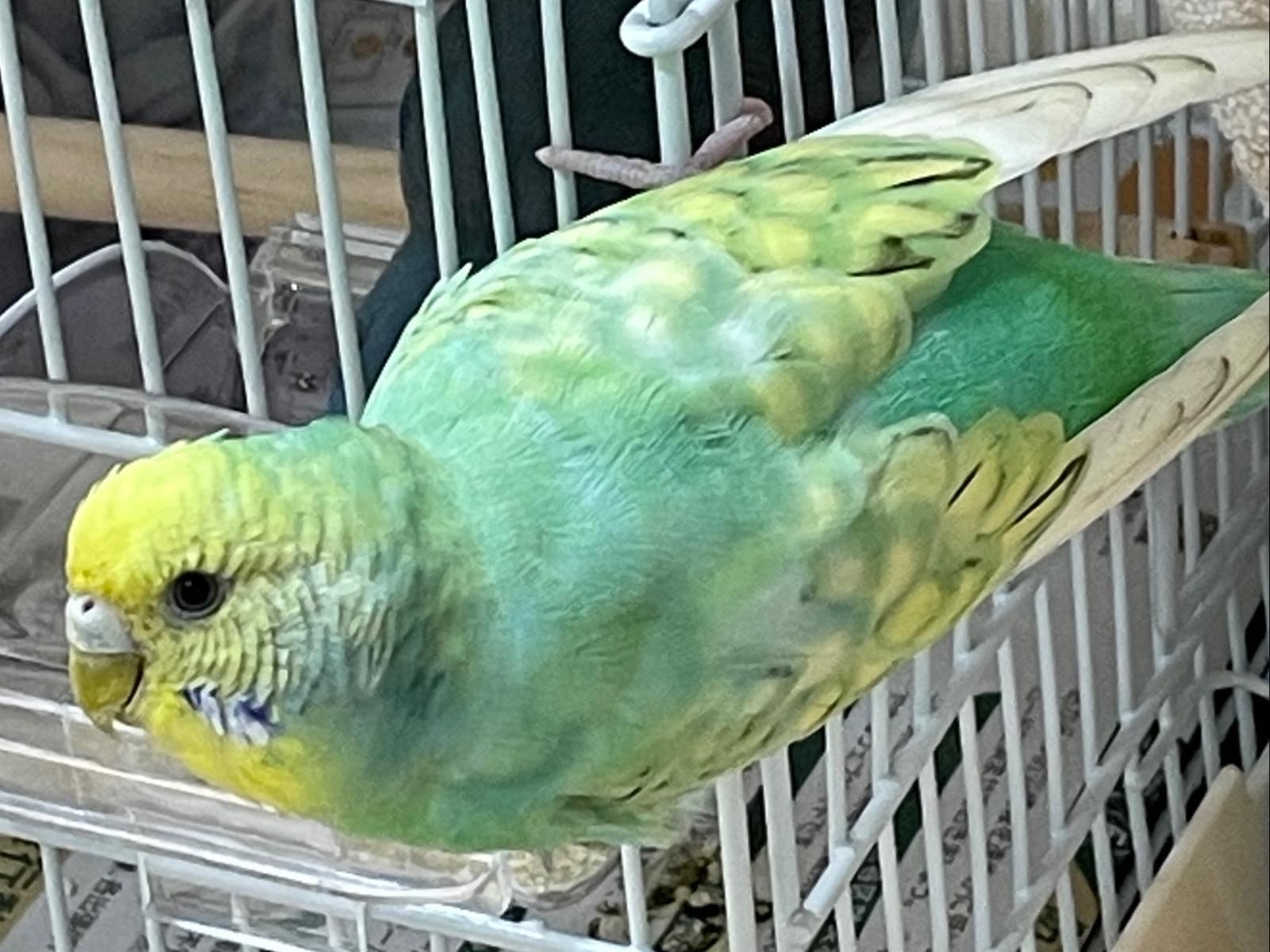 らむねちゃん らむねちゃん