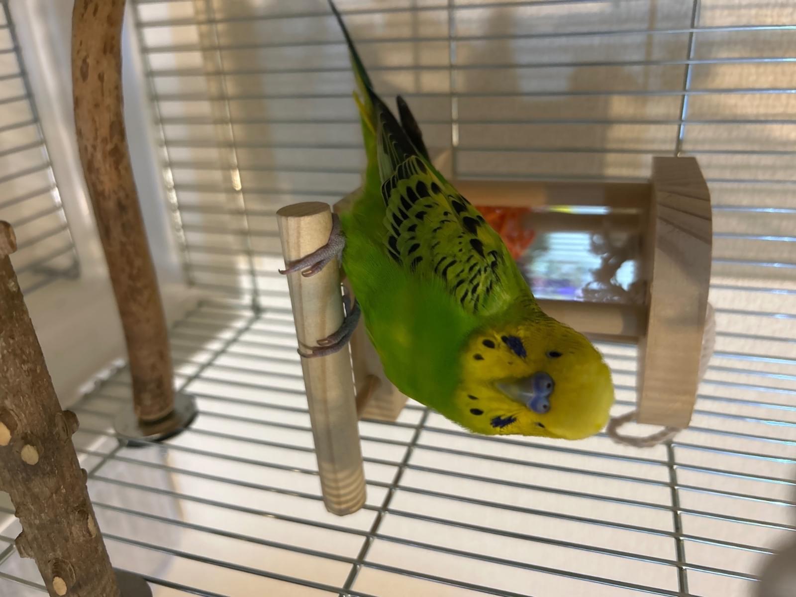 保護された鳥 保護された鳥