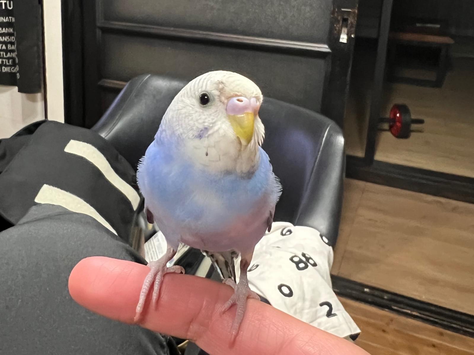 保護された鳥 保護された鳥
