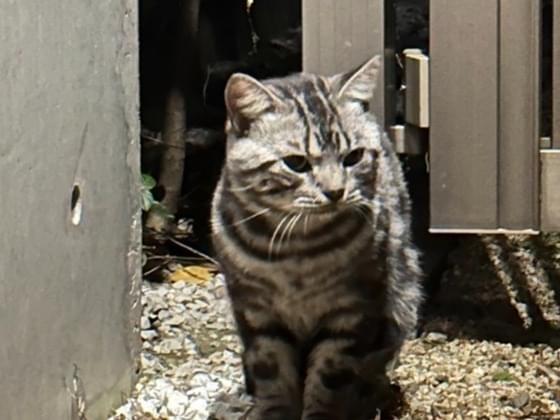 目撃された猫 目撃された猫