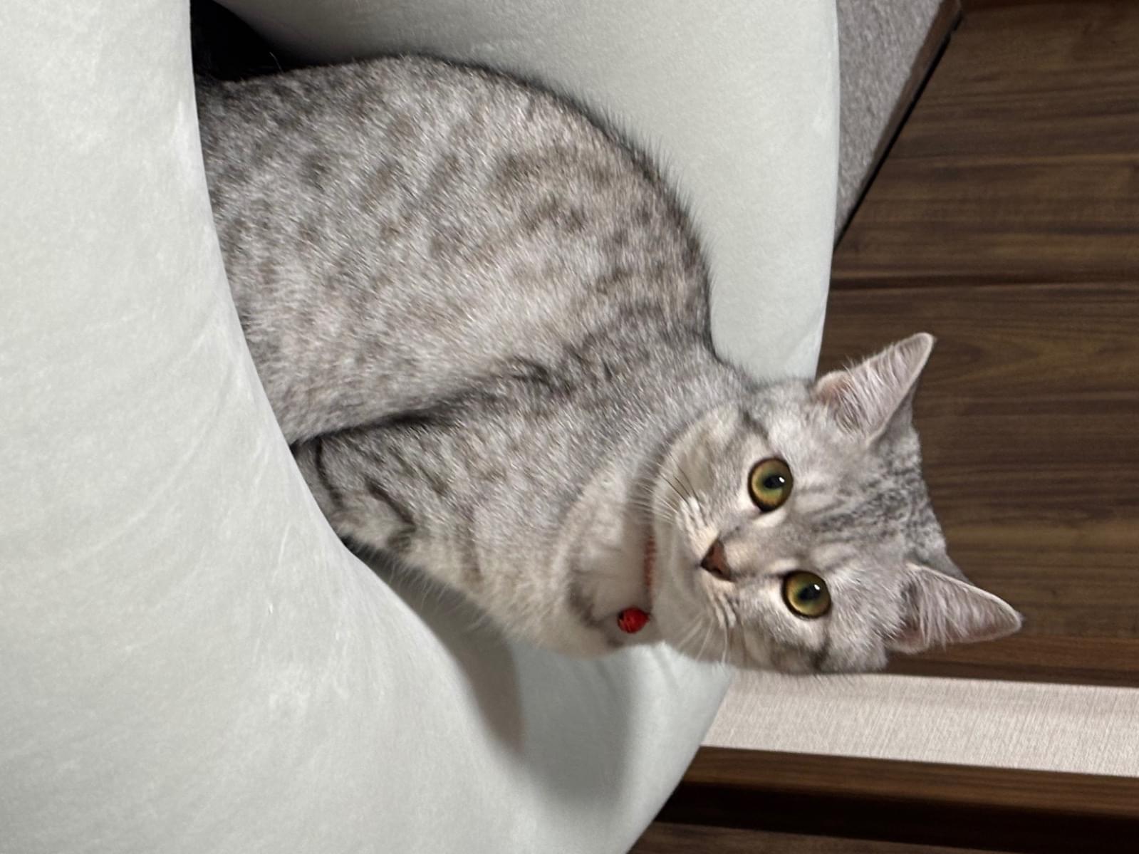 ミクちゃん ミクちゃん