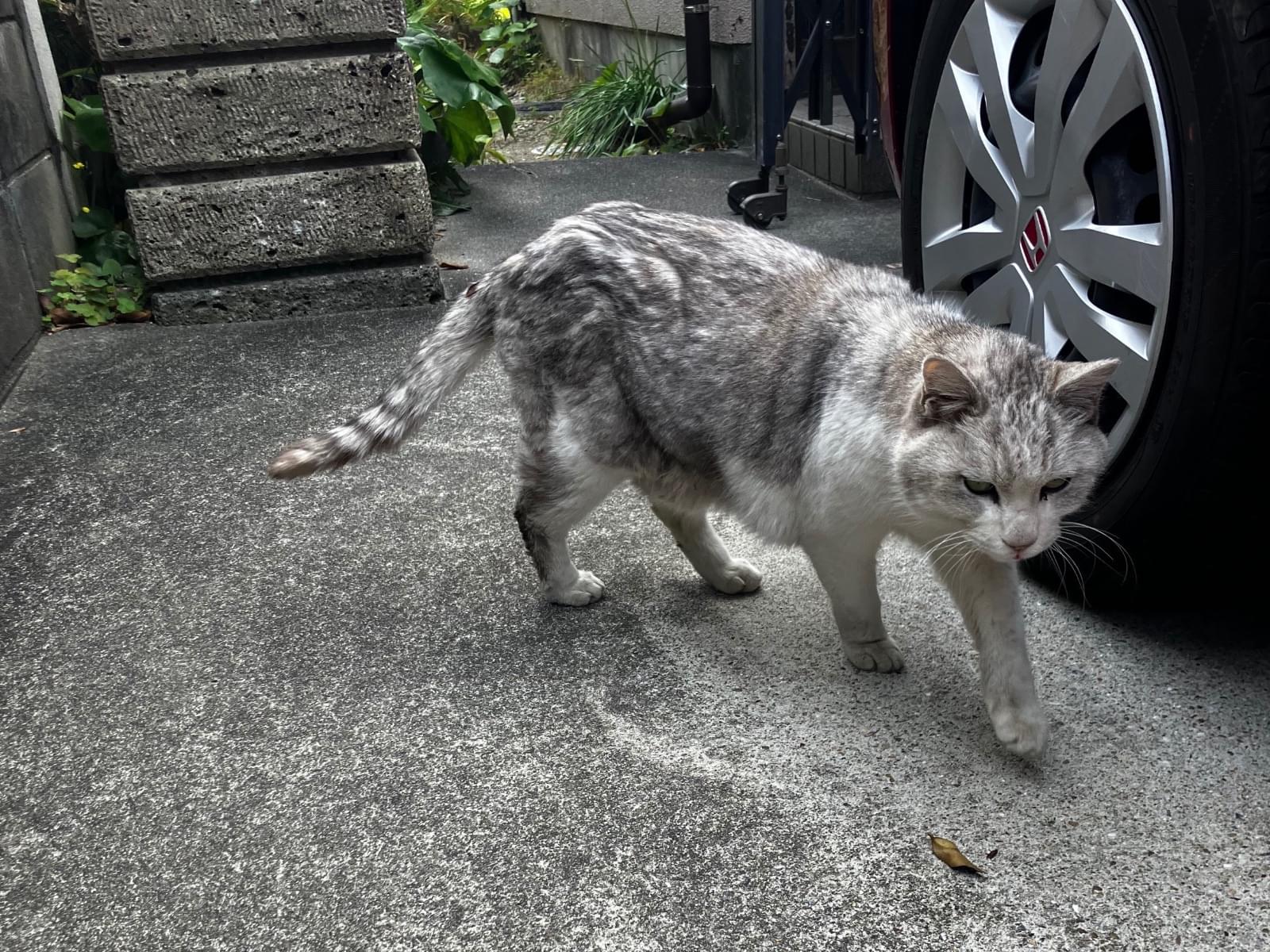 目撃された猫 目撃された猫