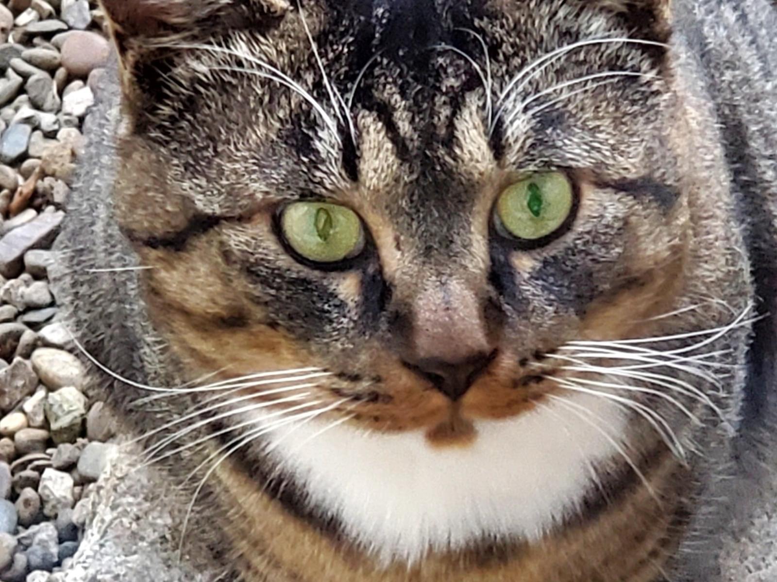 目撃された猫 目撃された猫