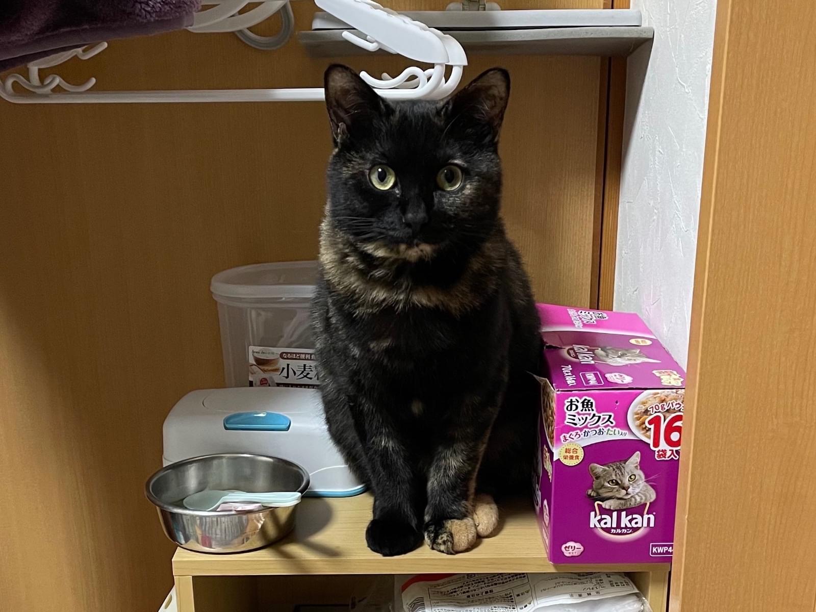 タンタンちゃん タンタンちゃん