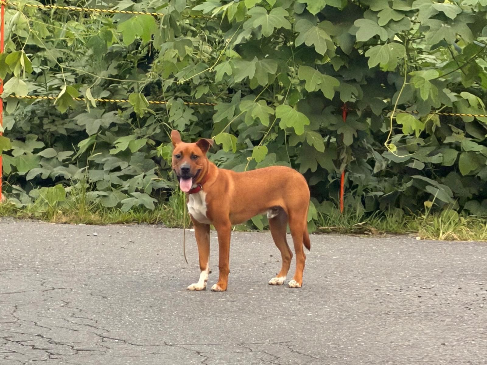目撃された犬