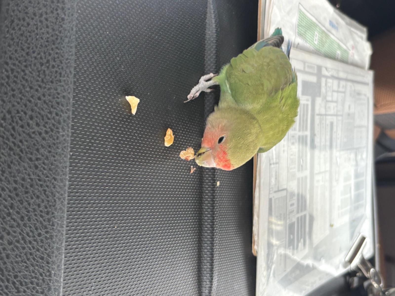 保護された鳥 保護された鳥