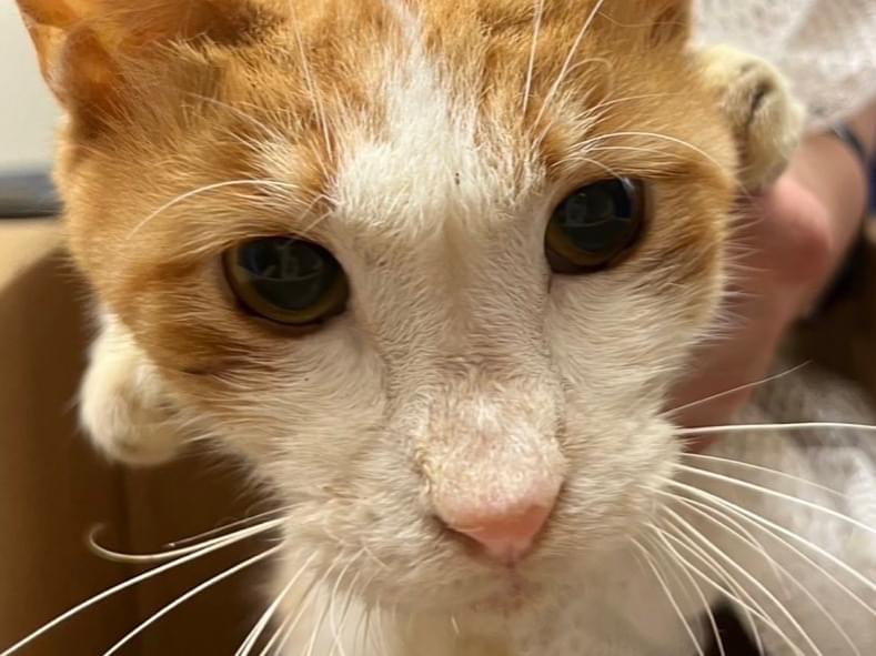 保護された猫 保護された猫
