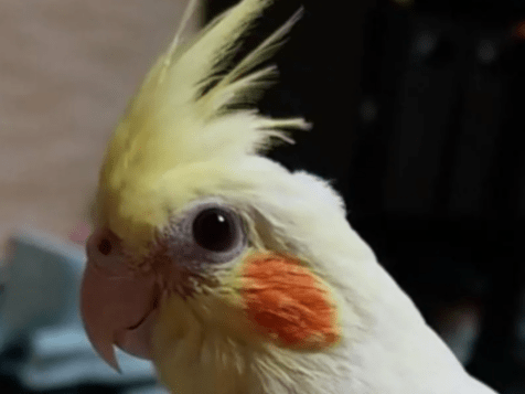 ぱぴこちゃん ぱぴこちゃん