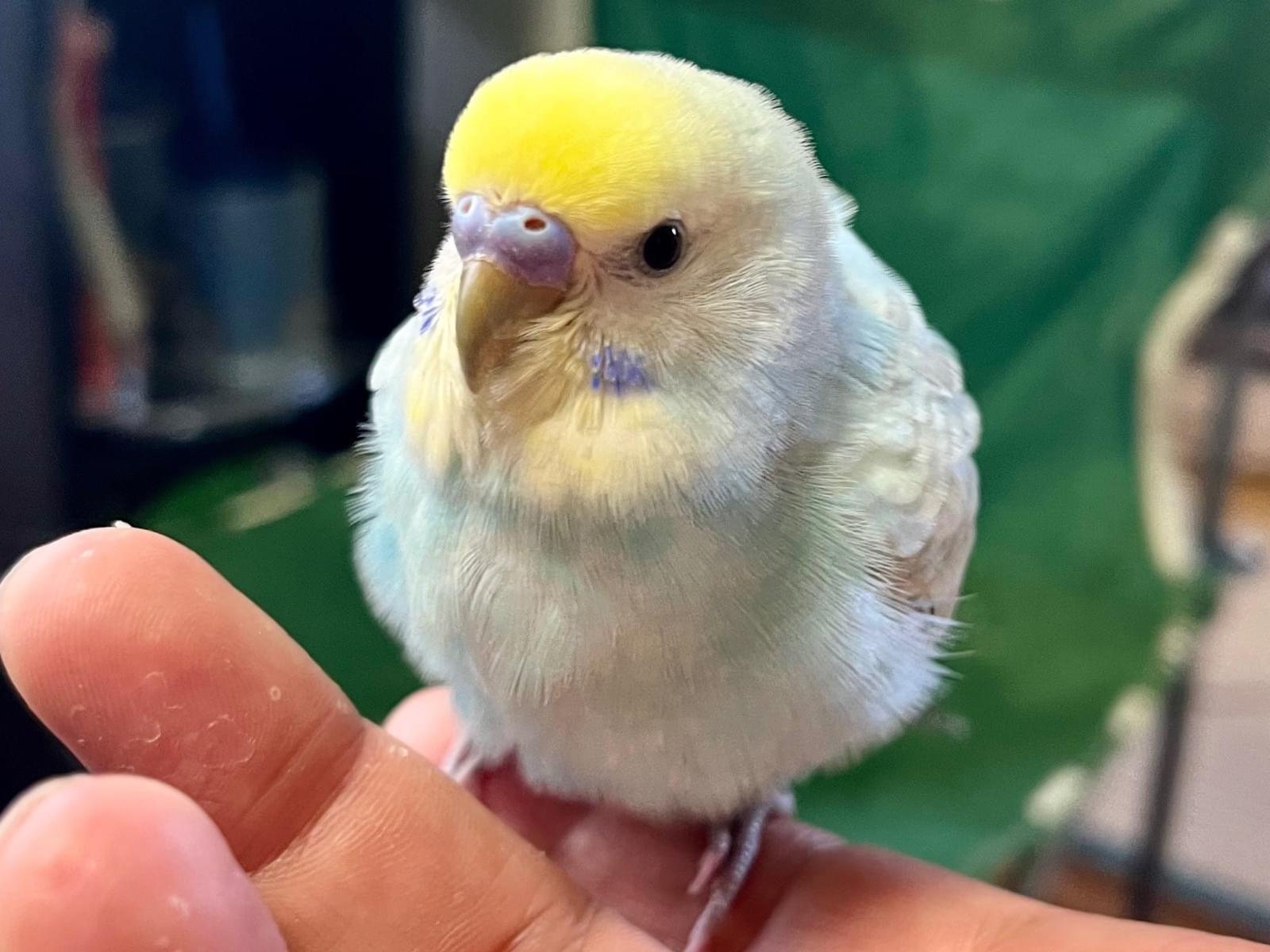 クーピーちゃん クーピーちゃん