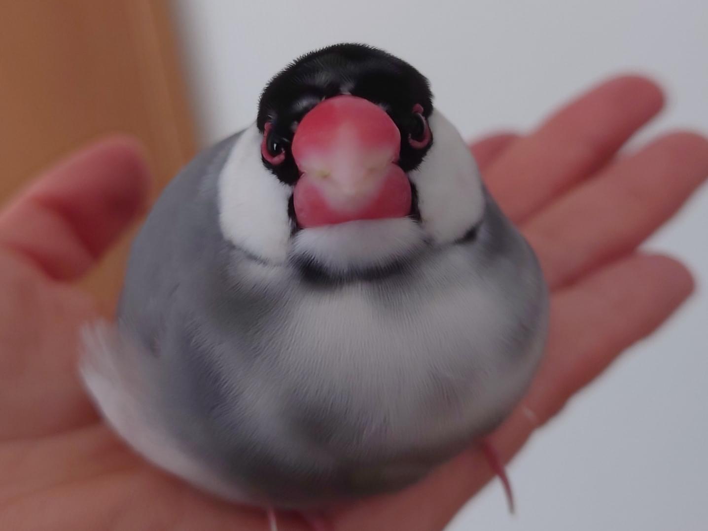 ぺんちゃん ぺんちゃん
