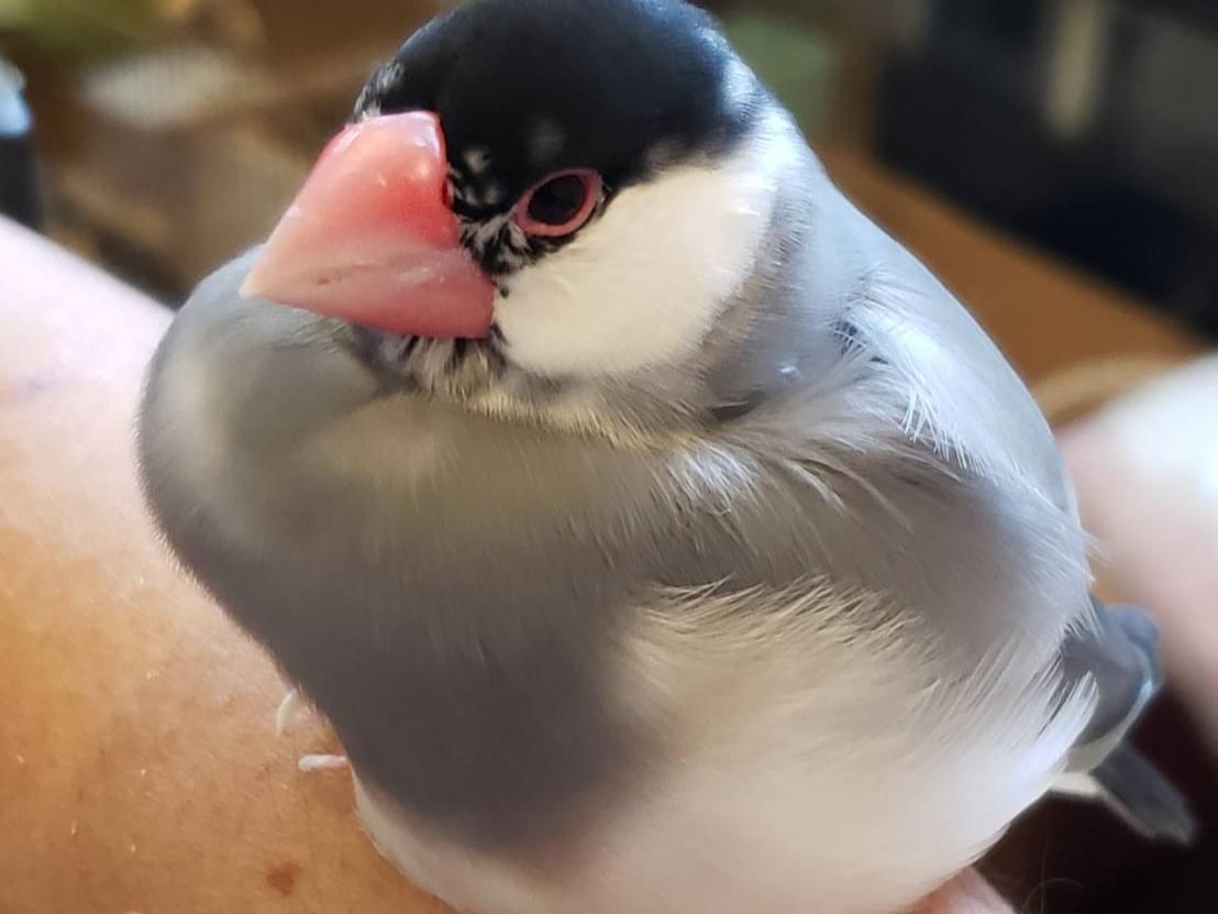 保護された鳥 保護された鳥
