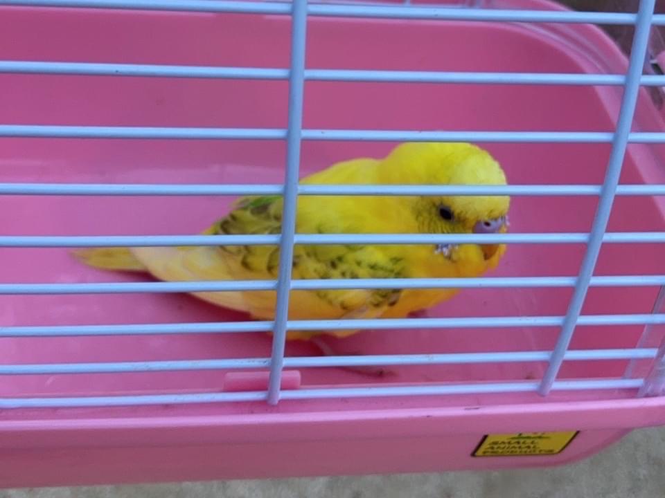 保護された鳥 保護された鳥