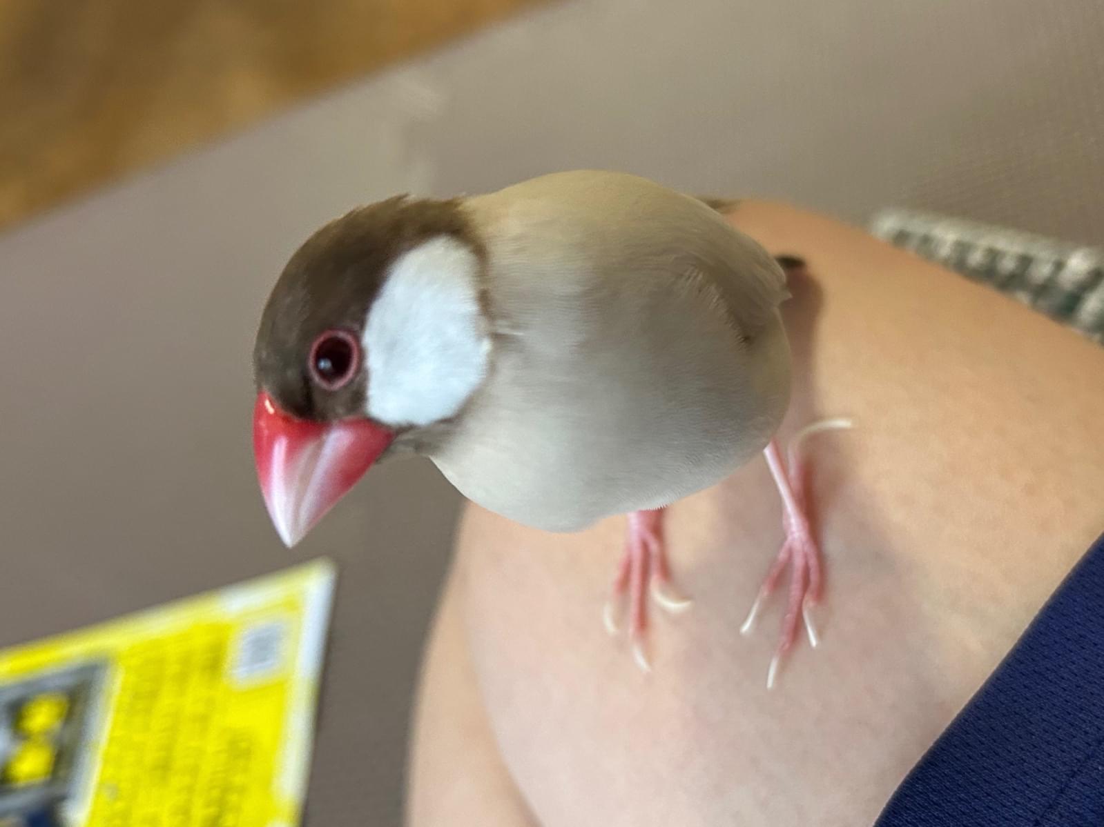 ぴーちゃん ぴーちゃん