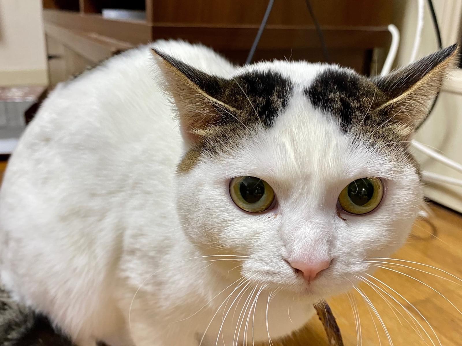 さくらちゃん さくらちゃん
