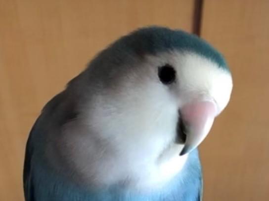 みかんちゃん みかんちゃん