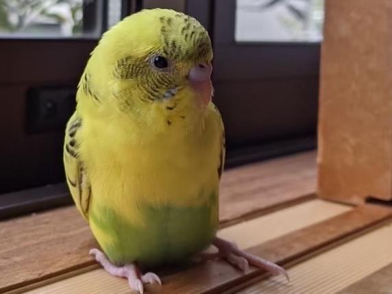 ペリコちゃん ペリコちゃん