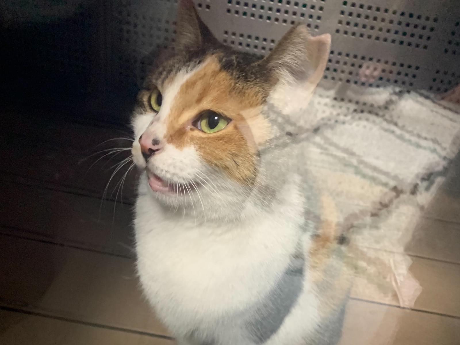 目撃された猫 目撃された猫