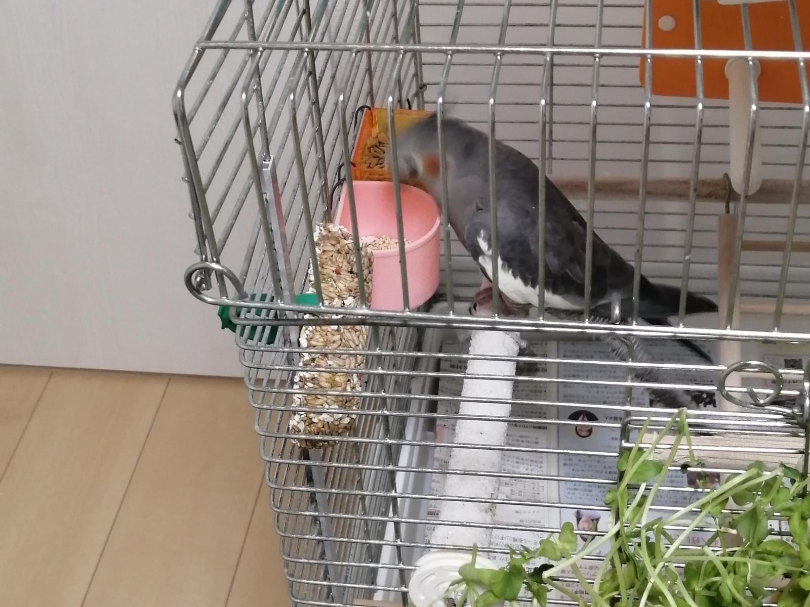 ハッチちゃん ハッチちゃん