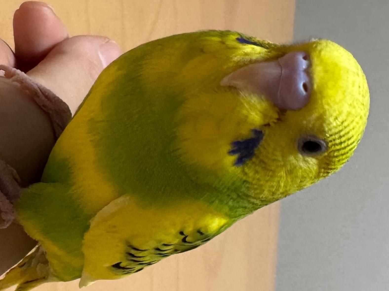 ボスちゃん ボスちゃん