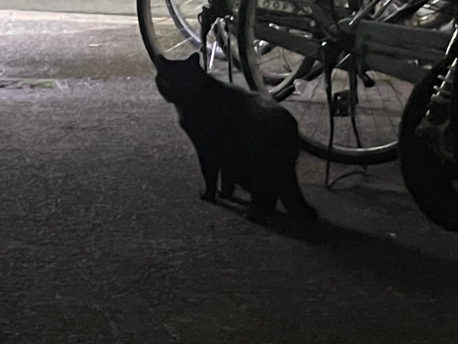 目撃された猫 目撃された猫