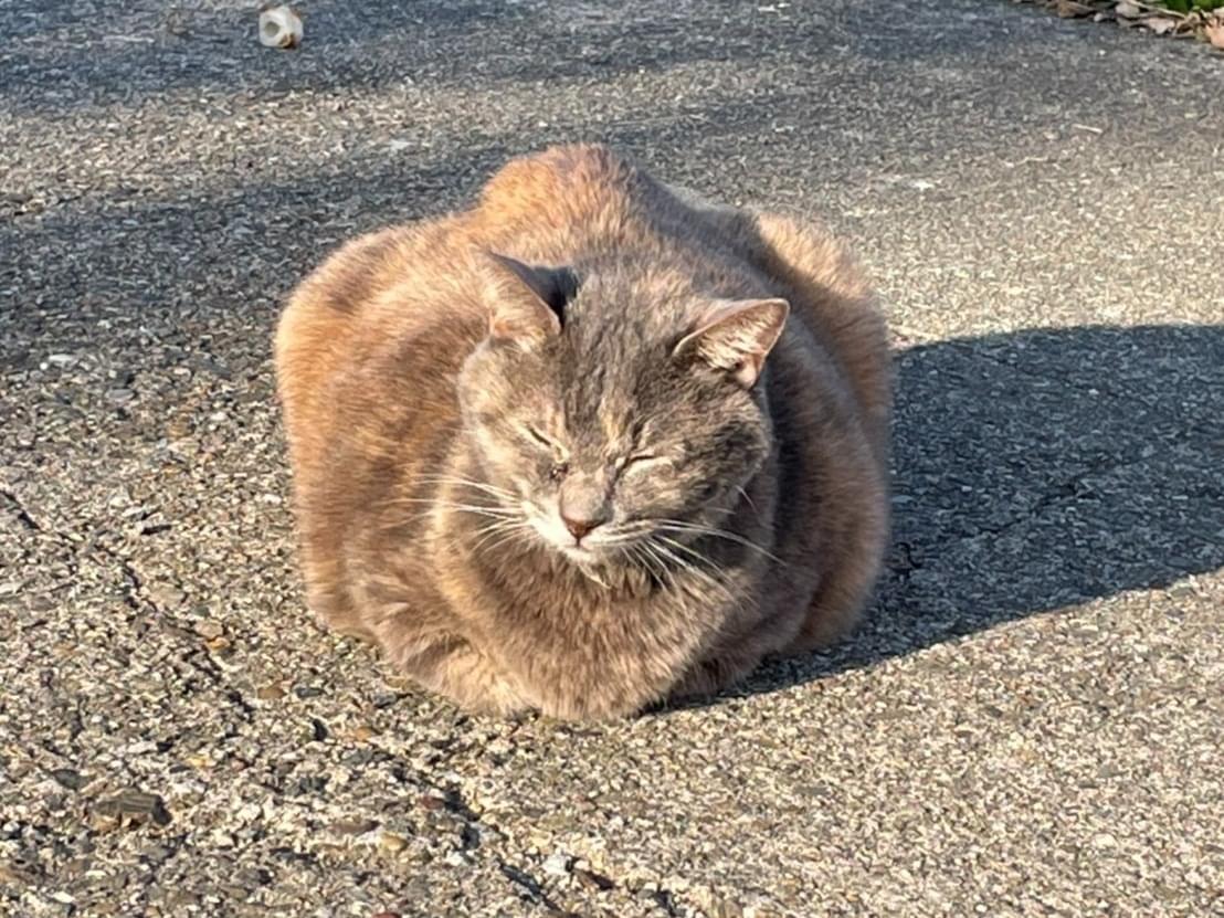 保護された猫 保護された猫