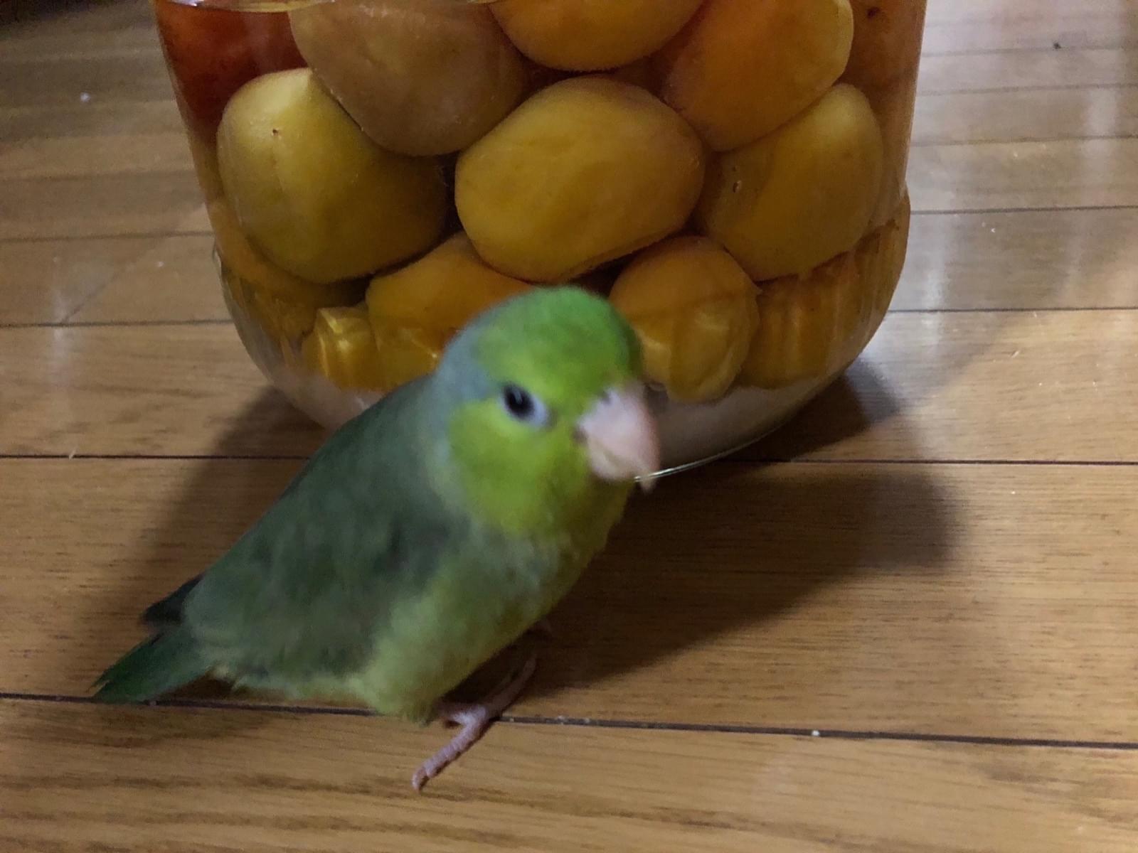 マメちゃん マメちゃん
