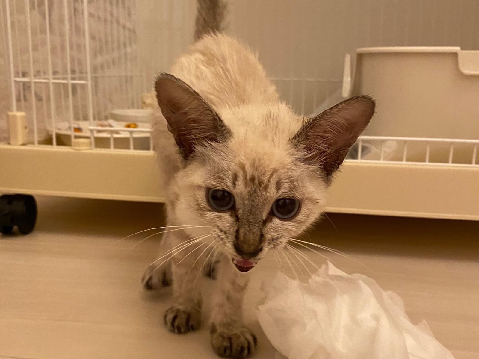 保護された猫