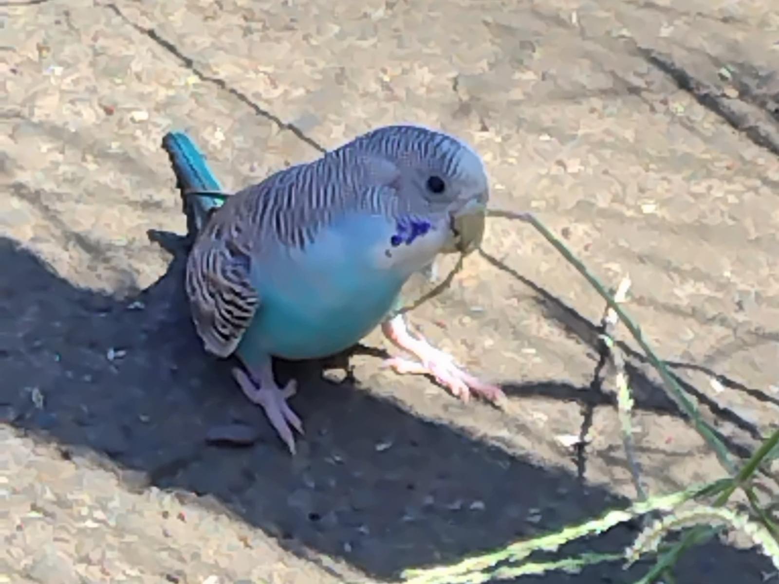 保護された鳥 保護された鳥