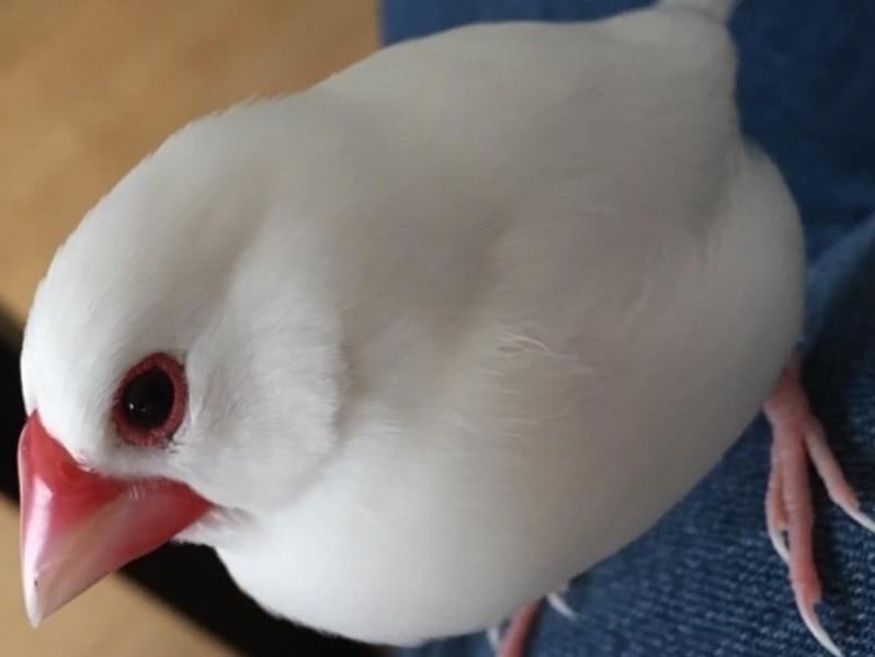 ピノちゃん ピノちゃん