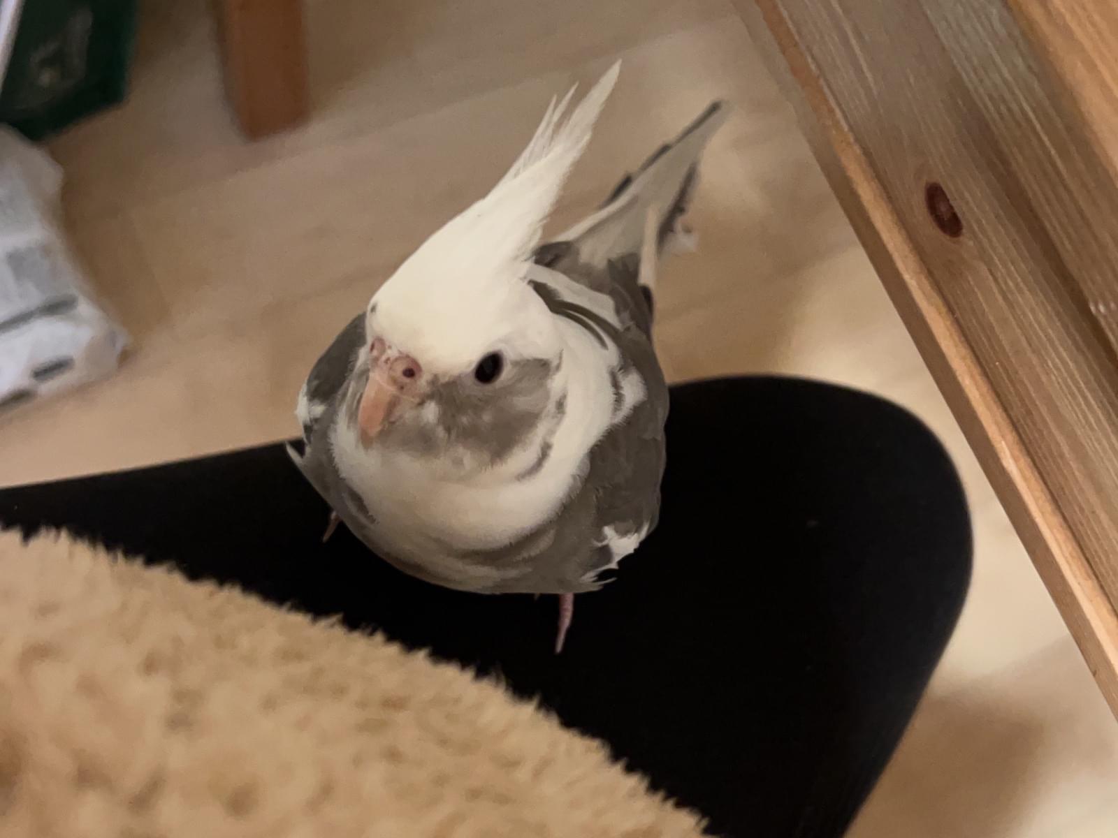ぽぽちゃん ぽぽちゃん
