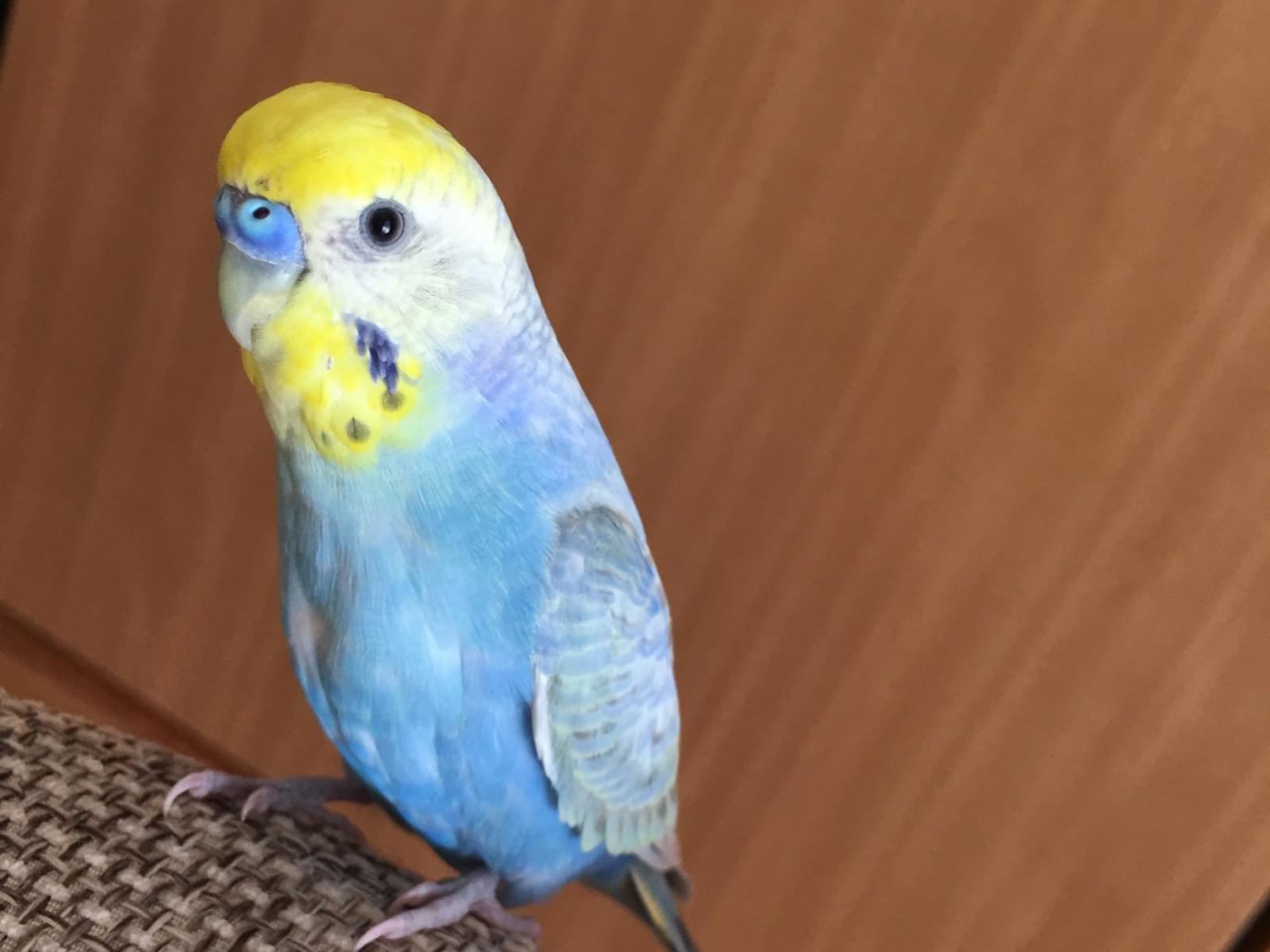 そらちゃん そらちゃん