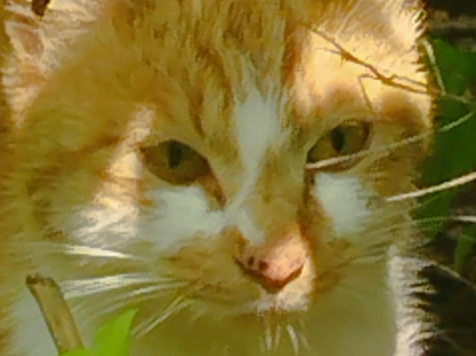 目撃された猫 目撃された猫