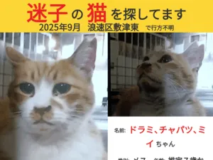 浪速区茶白ぶち模様の地域猫雌が行方不明