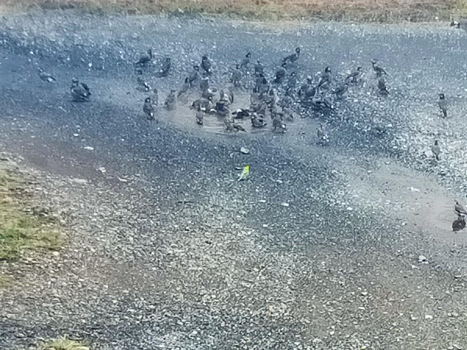 目撃された鳥 目撃された鳥