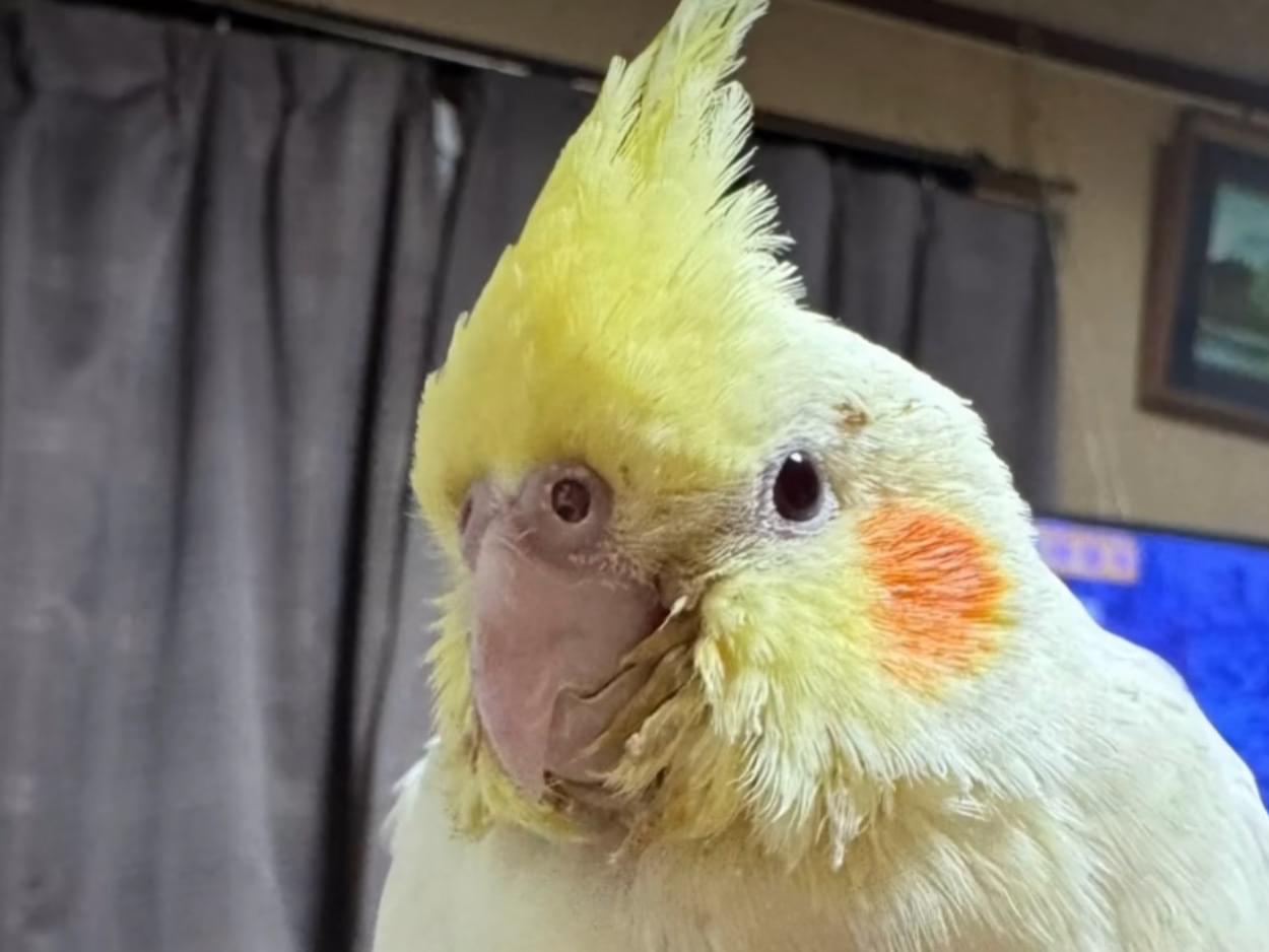 ぼんちゃん ぼんちゃん