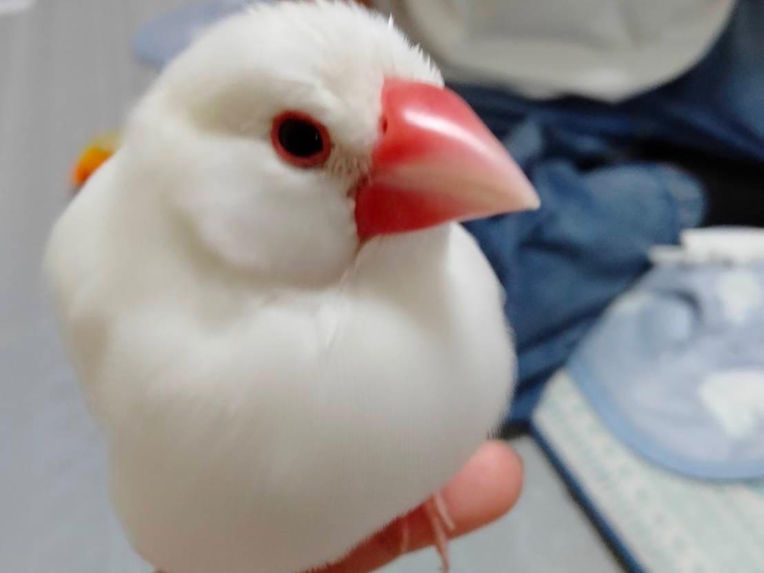 保護された鳥 保護された鳥