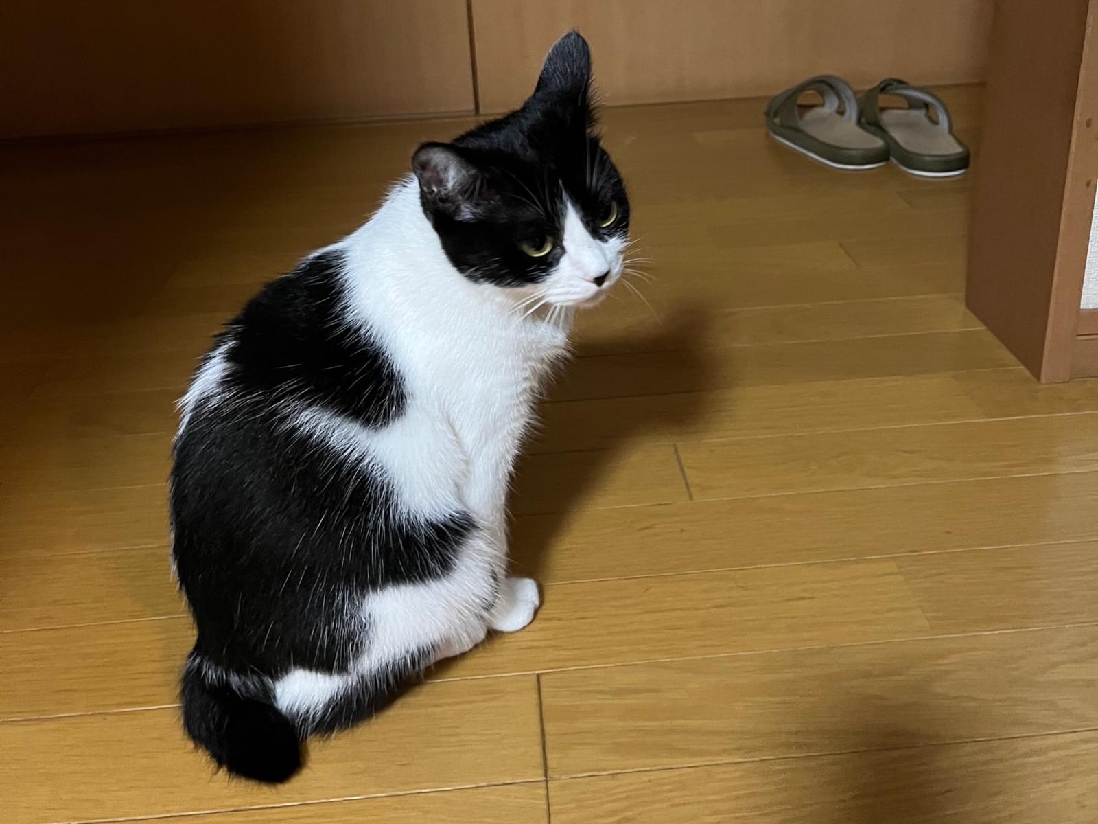 きゃんちゃん きゃんちゃん