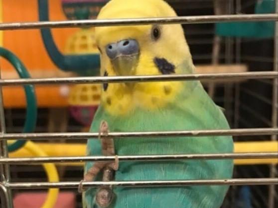 マメタちゃん マメタちゃん